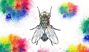 Coloriage Mouche, Mandala Mouche, un dessin insecte anti-stress gratuit à imprimer sur iColorify.com