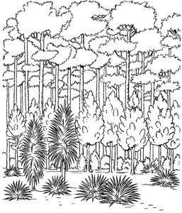 Coloriage Paysage Nature, un coloriage nature, des paysages et dessin nature à colorier et à imprimer gratuit sur Coloriage-dessin-Mandala.com